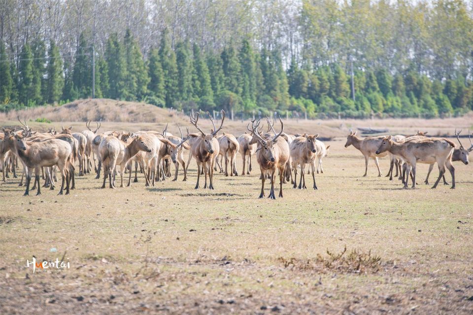 泰州麋鹿保护区图片
