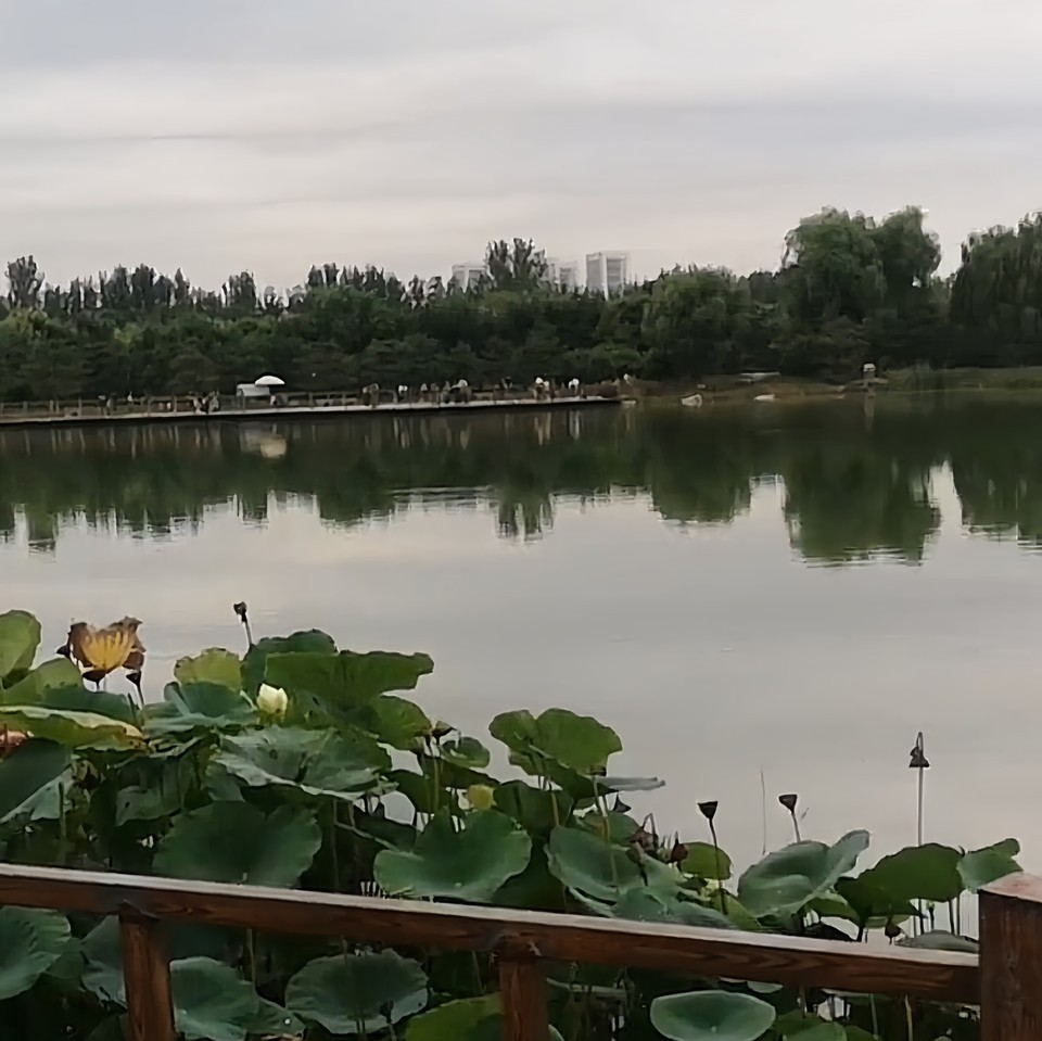 燕郊滨河森林公园-东区图片
