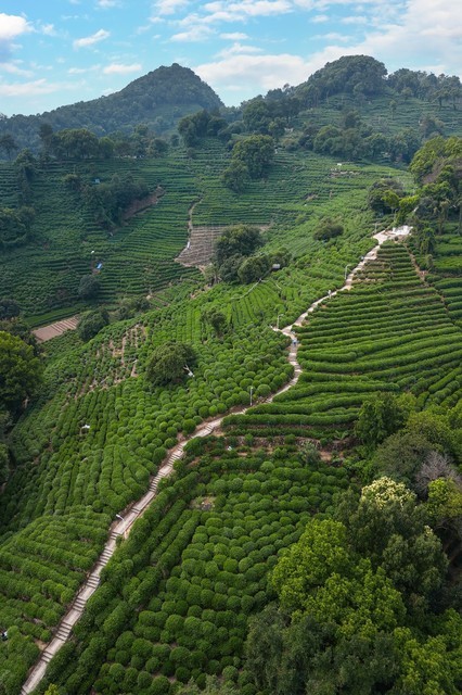 杭州径山竹茶园图片