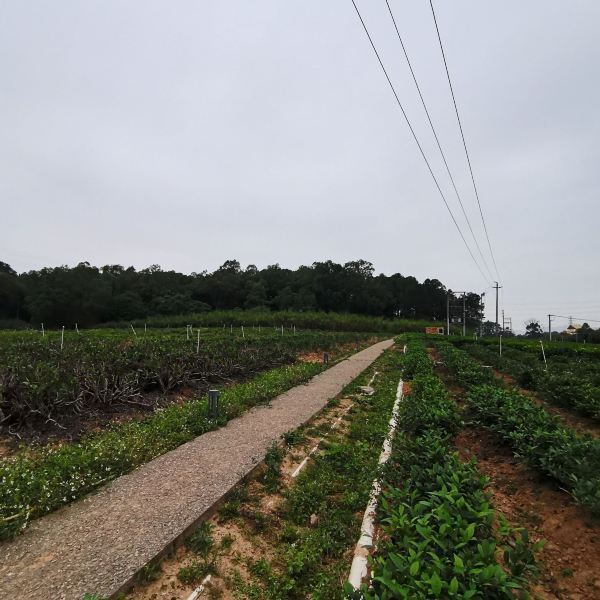 对川茶景园