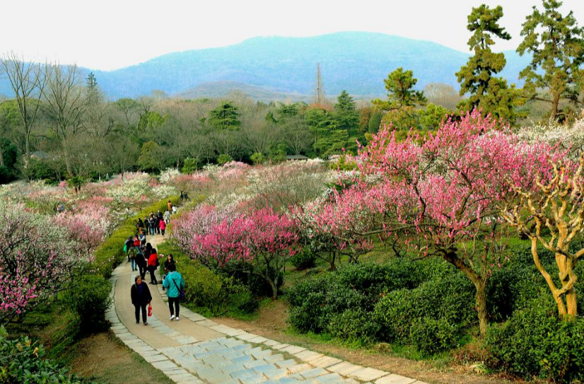 梅花山图片