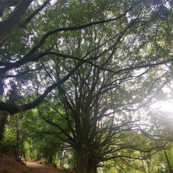 腾冲和顺景区千手观音古树群