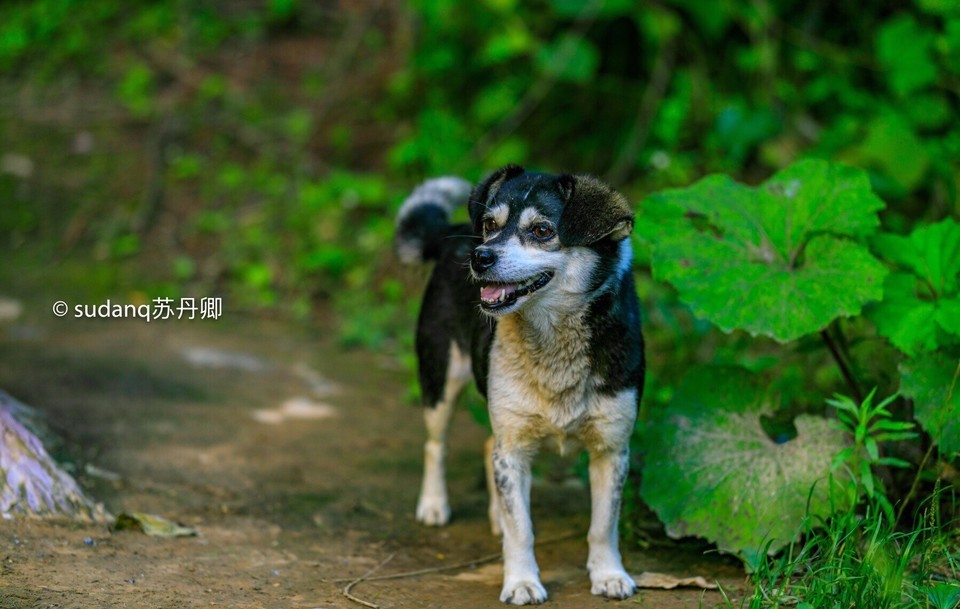 成县<<西峡颂>>风景区图片