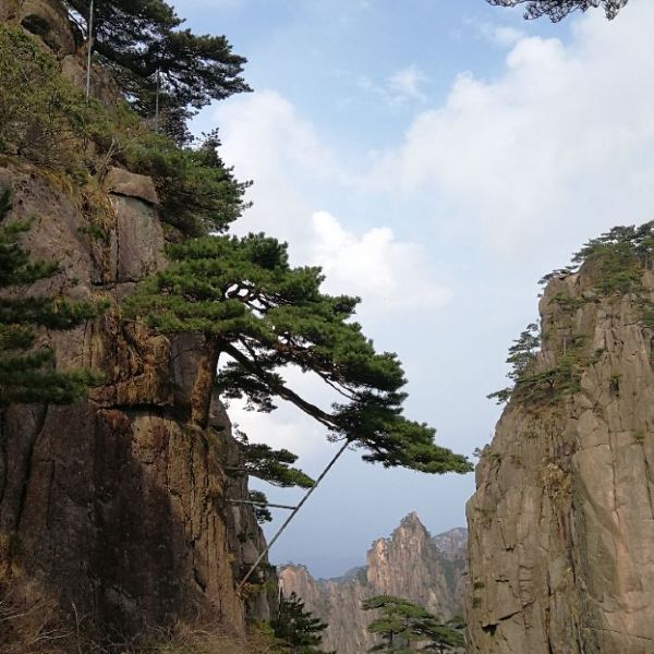 【探海松】探海松门票,探海松游玩攻略_360地图