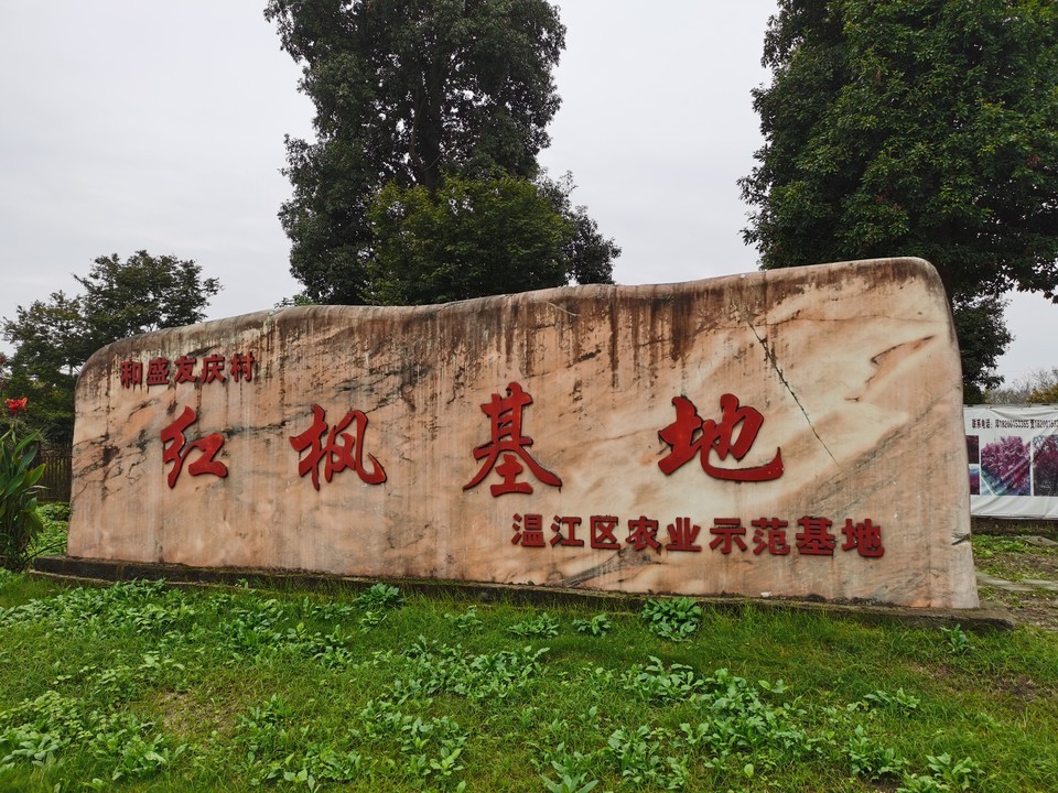 温江红枫基地图片