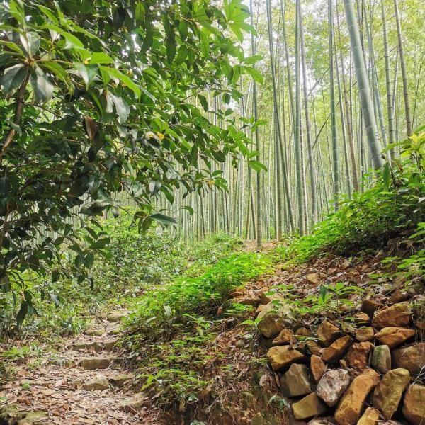 白塔山海岛生态旅游区图片