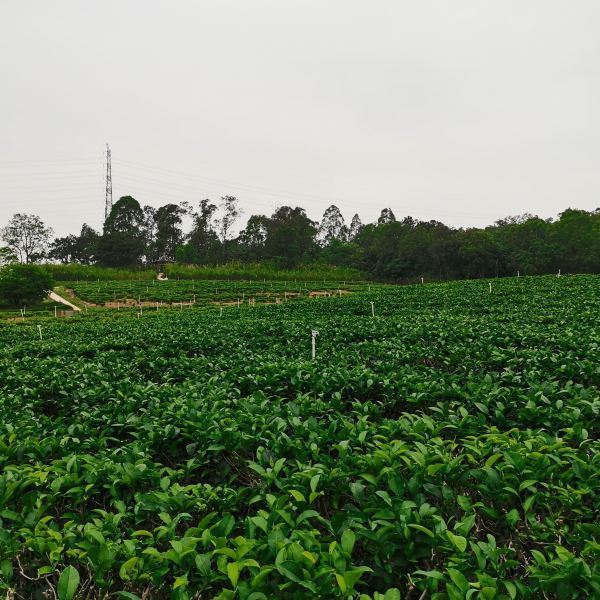 对川茶景园