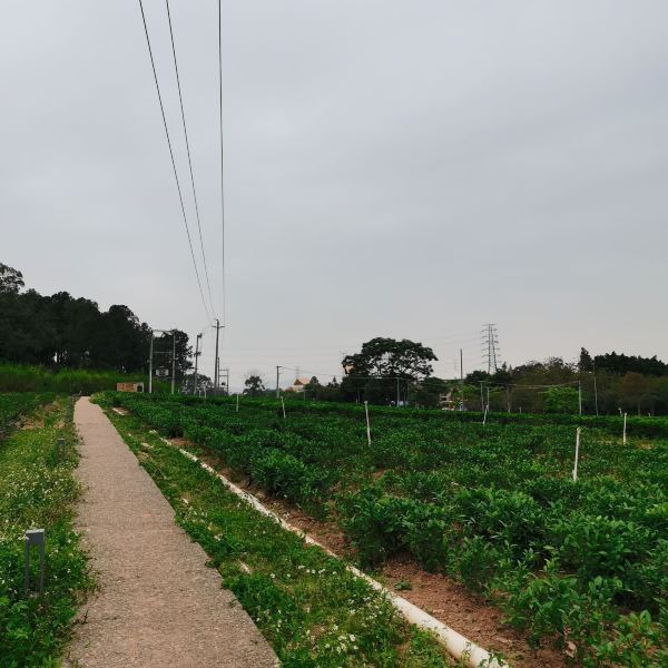 对川茶景园