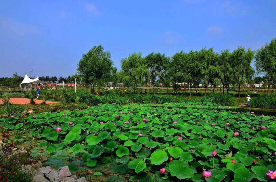 莲花公园地址(位置,怎么去,怎么走,在哪,在哪里,在哪儿):牡丹江市阳明