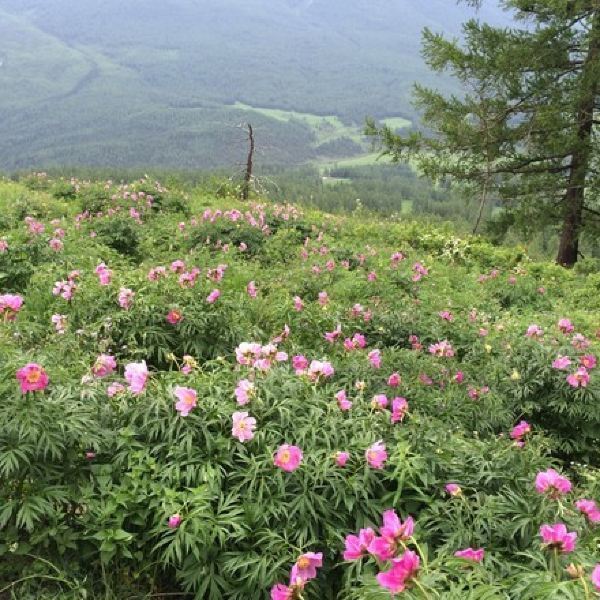 喀纳斯阿勒泰百花园图片