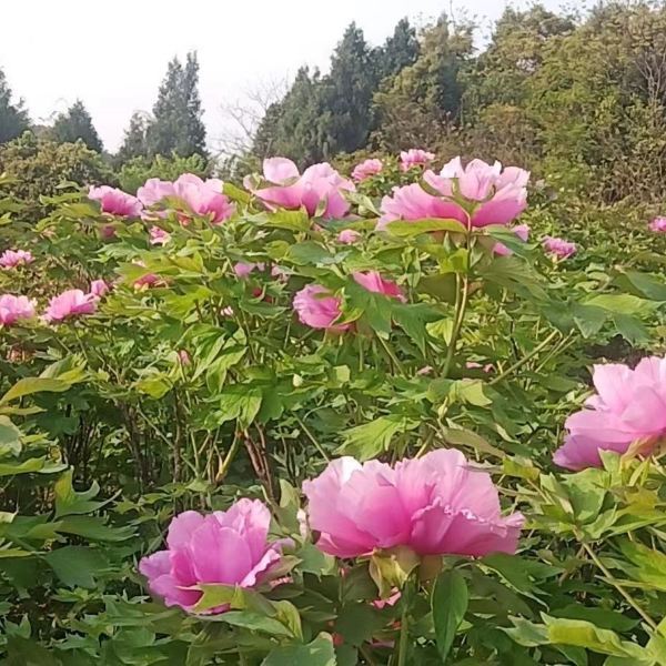 【華夏牡丹園】華夏牡丹園門票,華夏牡丹園遊玩攻略_360地圖