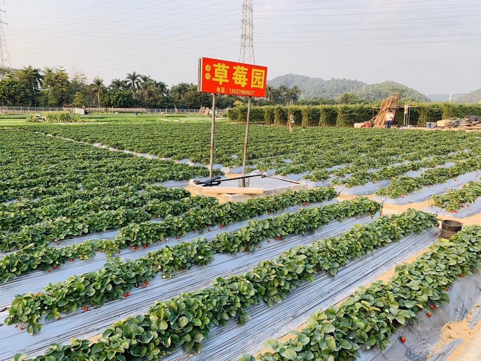 凤凰山农趣谷草莓园图片