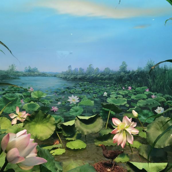 同里湿地公园游玩攻略,