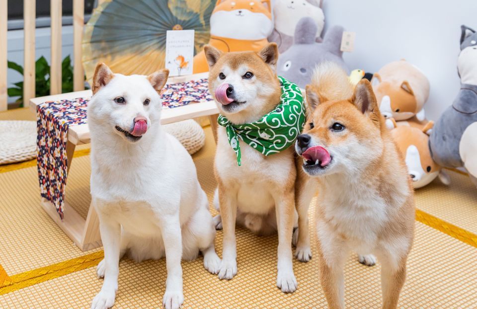 【主题餐厅有哪些主题】地址,电话,路线,周边设施_360地图