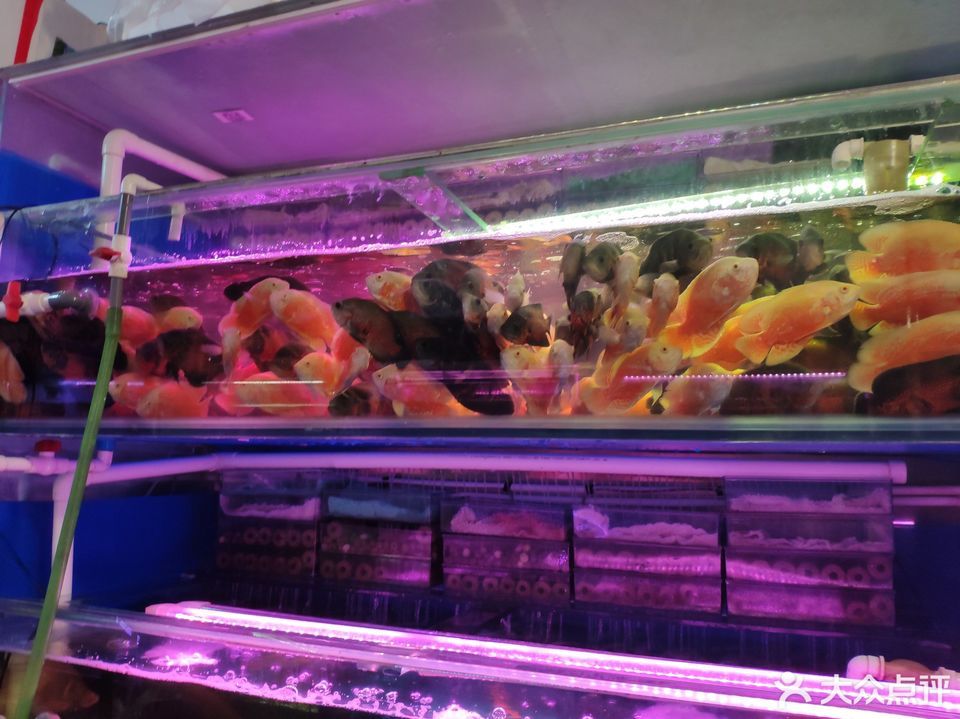 高潮水族批发市场图片
