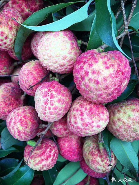 东莞市茶山镇卢边村