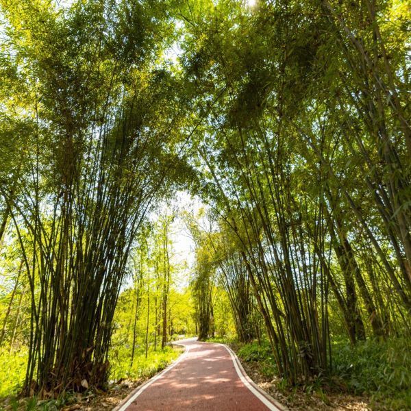 温江区田园绿道图片