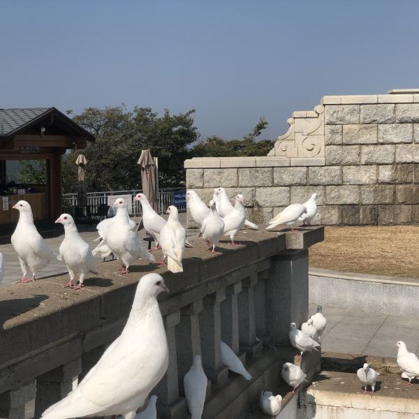最贵的白鸽 t0123a61c22b15fc466.jpg