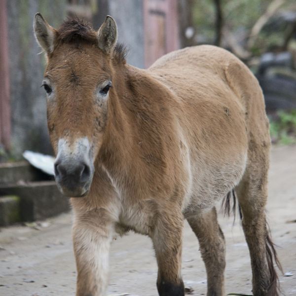 川東生態動物園