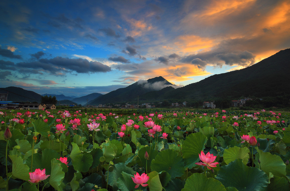 曹县生态花海公园图片