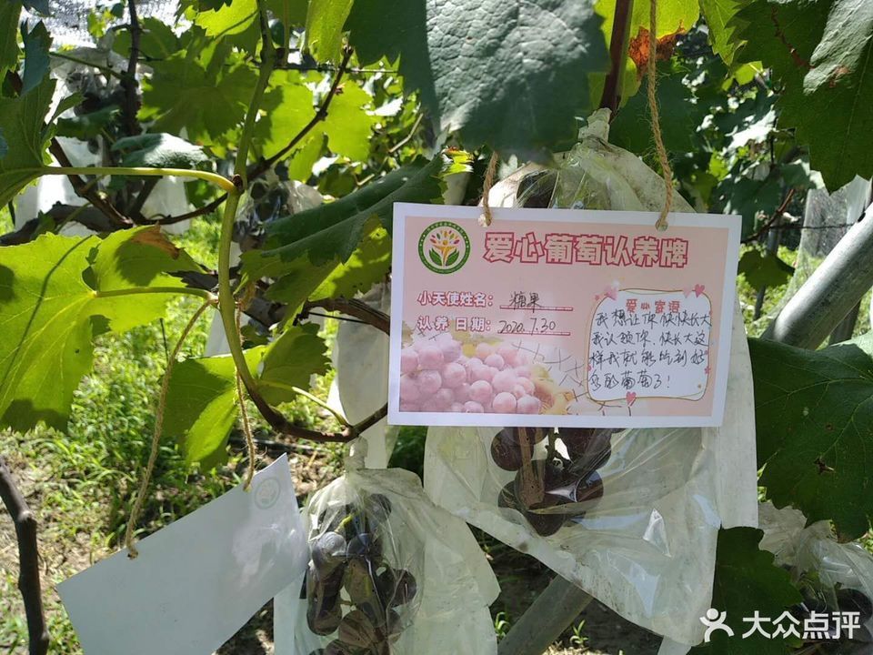 汉林苑葡萄采摘园图片