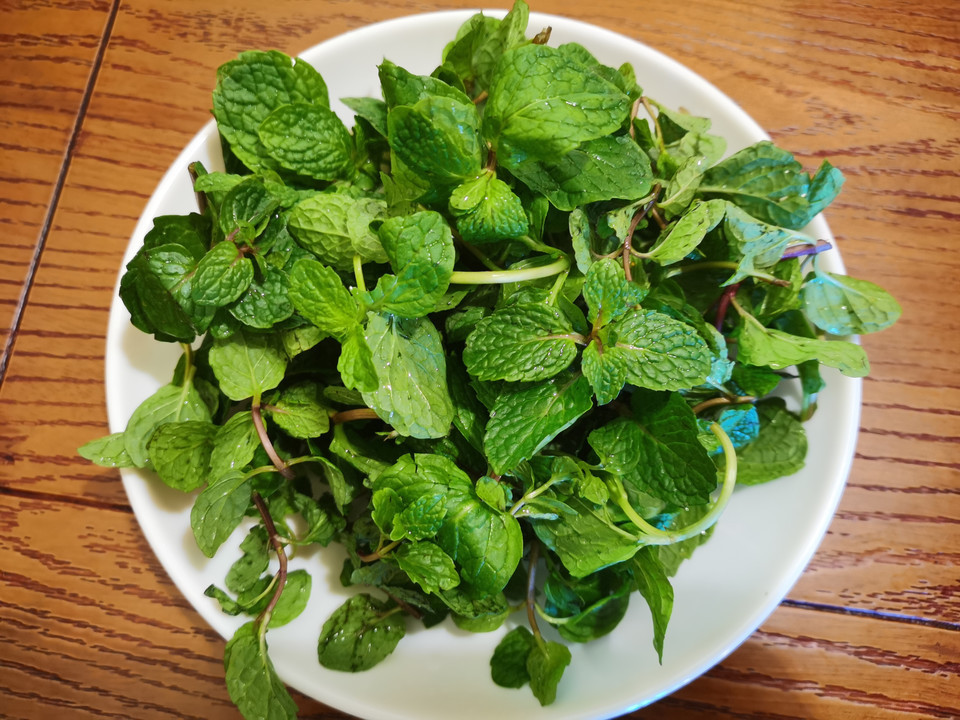薄荷图片