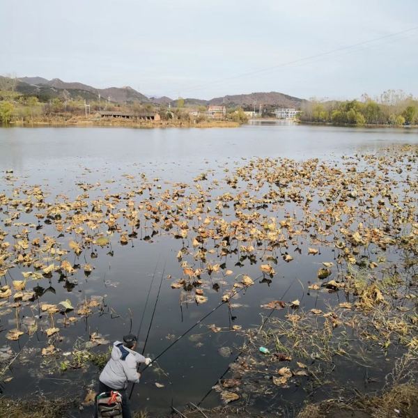 红螺湖鸟岛图片