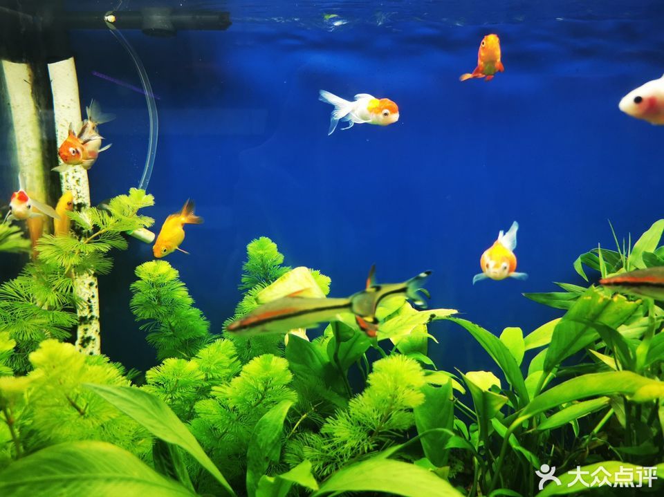 怎么走,在哪,在哪里,在哪儿):深圳市龙华区大和路344号龙宫水族馆电话