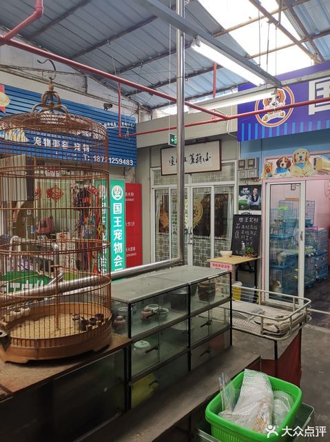 上海浦东中环花鸟市场图片