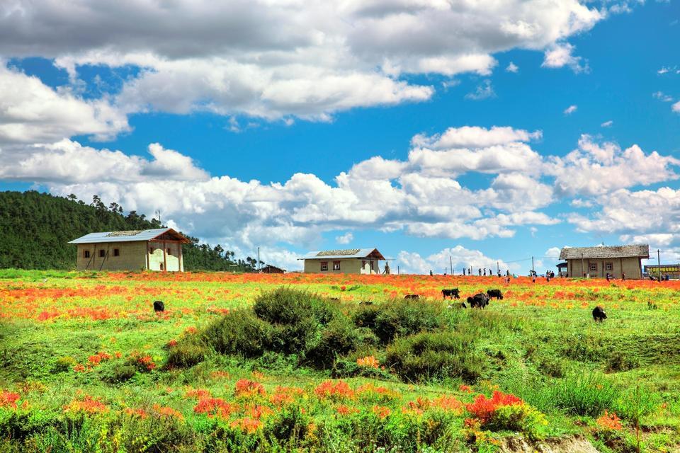小中甸花海图片