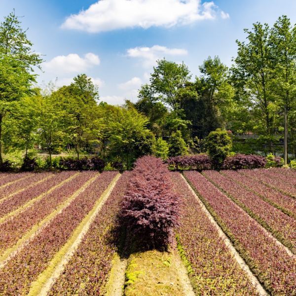 温江区田园绿道图片