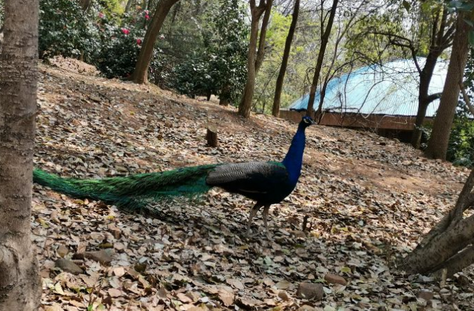 固镇动物园图片