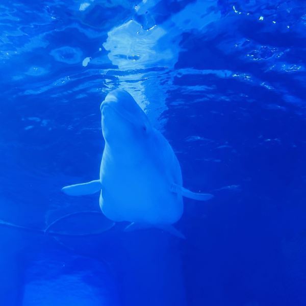 正佳极地海洋世界