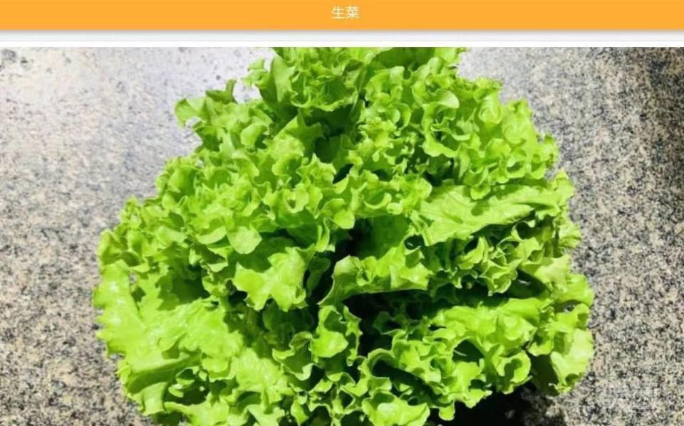 生菜图片