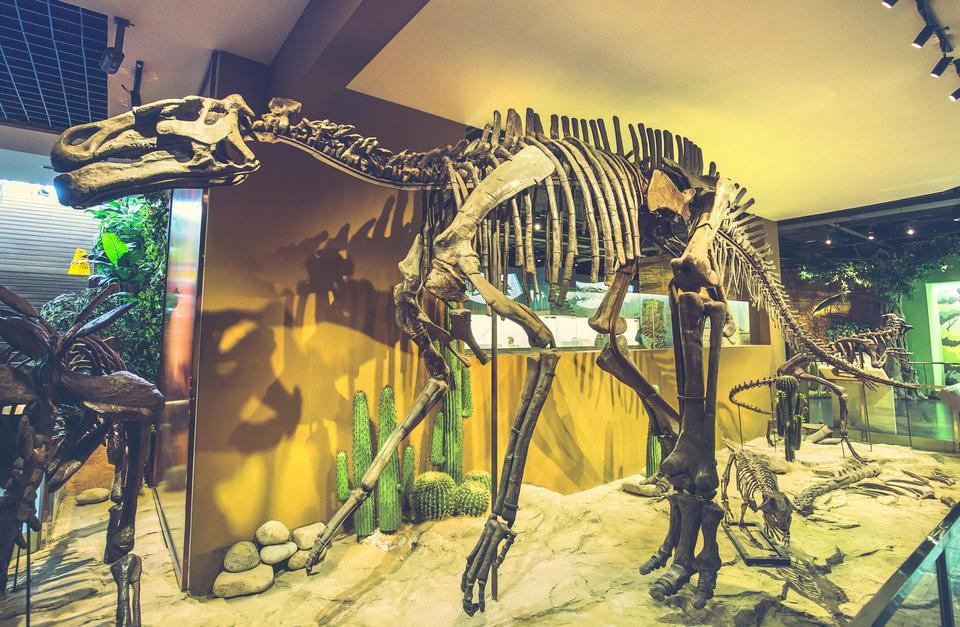 史前生命博物馆图片