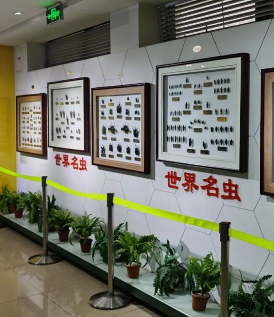 上海昆虫博物馆图片