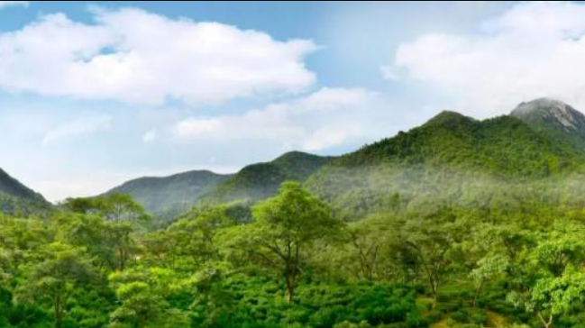 鹤山茶山村图片