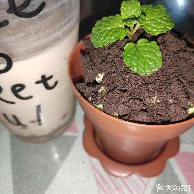 抹茶盆栽图片