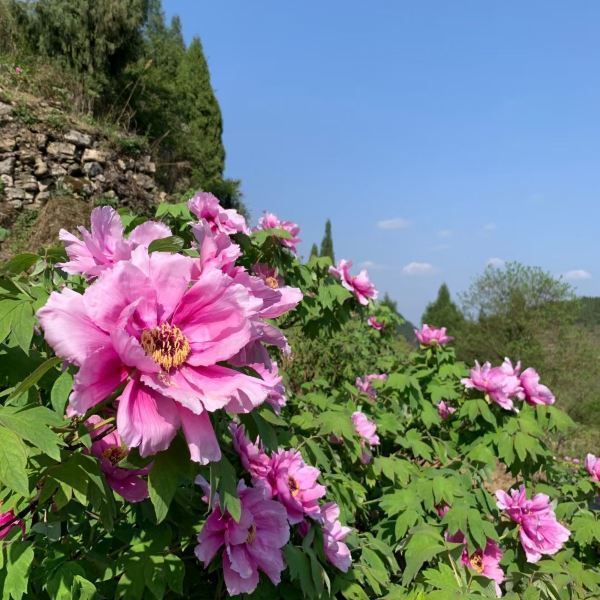 墊江最大最美牡丹花海果然名不虛傳,詩人白居易曾因看過華夏牡丹園的