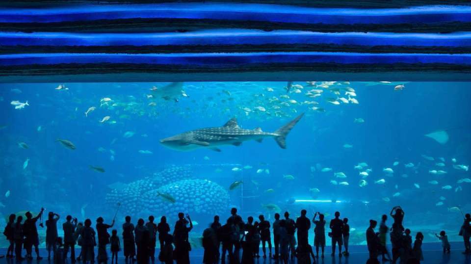珠海长隆海洋王国鲸鲨馆图片