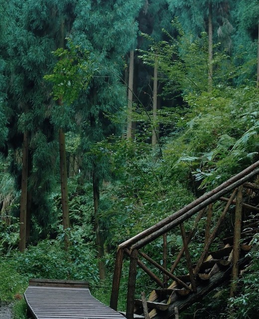 白鹿森林公园图片