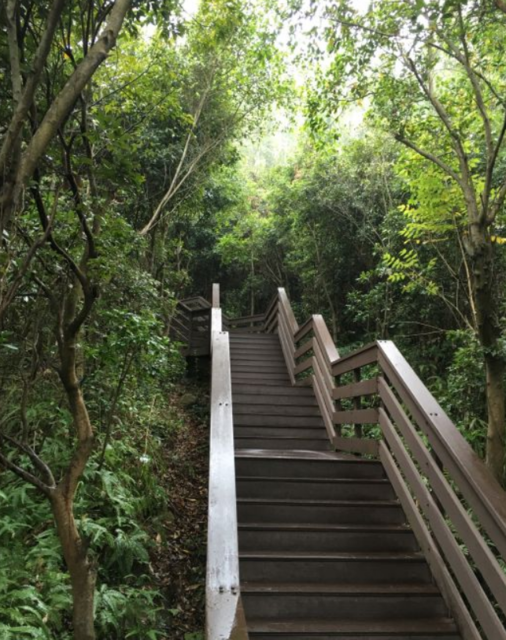 西丽水库桃花林图片