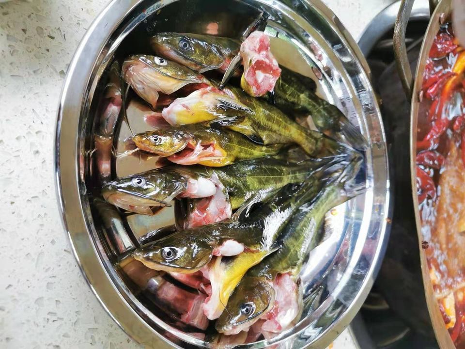 现杀黄辣丁图片