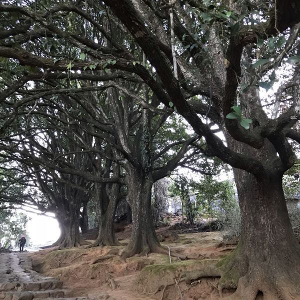 腾冲和顺景区千手观音古树群