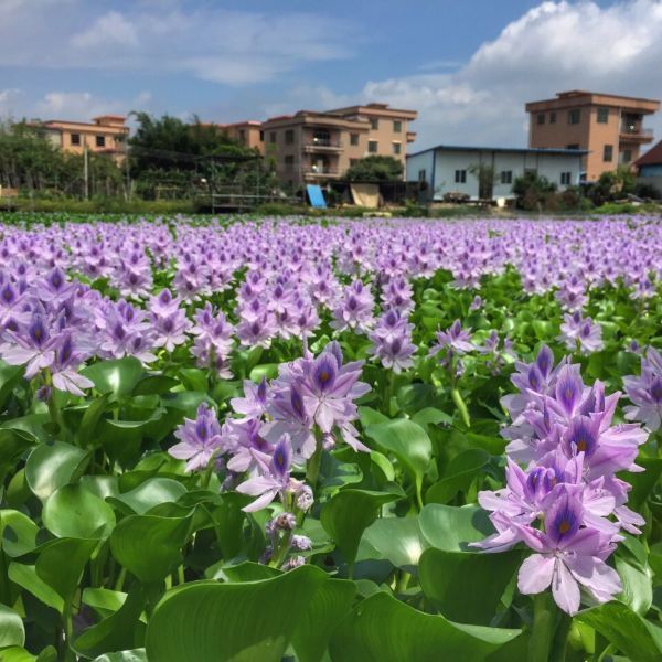 观龙岛生态农庄