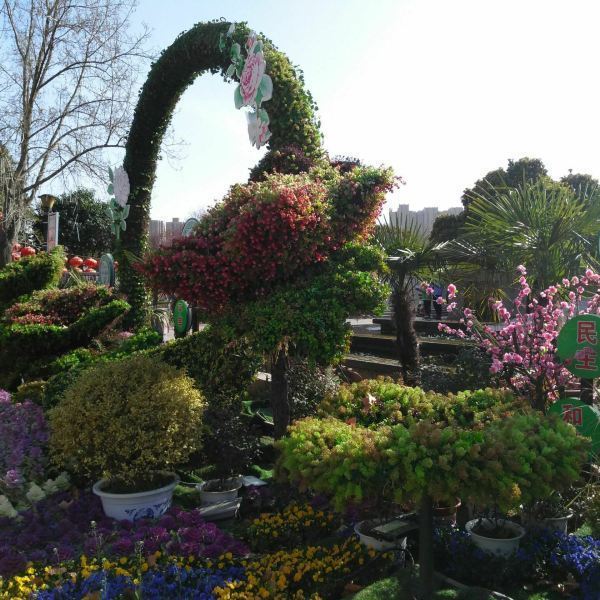 攜程用戶:月季公園是鄭州唯一一家以月季花命名的公園,裡面種植著各式