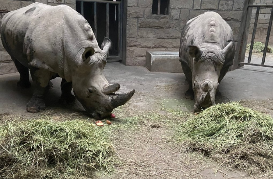犀牛河马馆图片