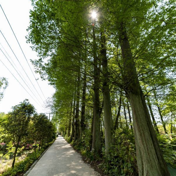 温江区田园绿道图片