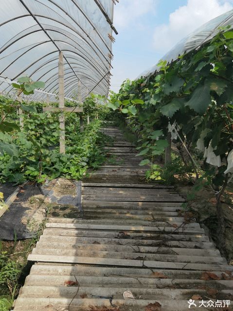 浦江葡萄采摘