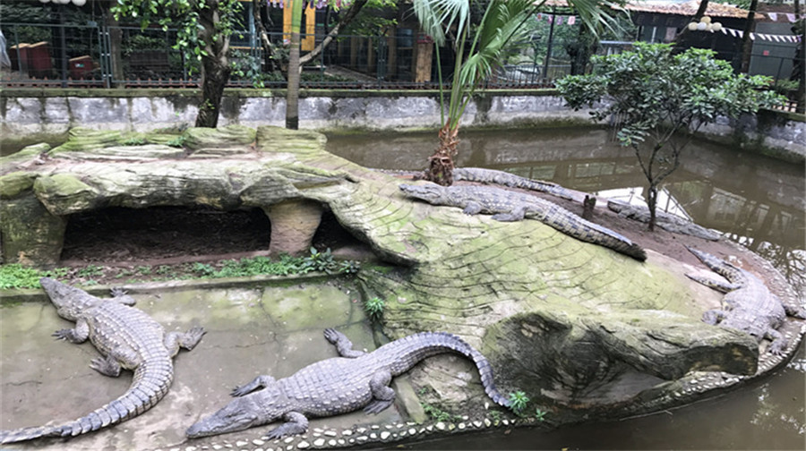 重庆市鳄鱼中心图片